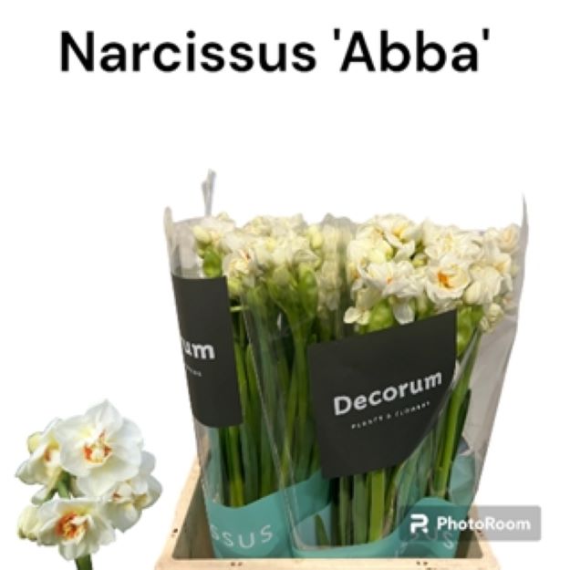 Narcis tros abba 45cm 30gram