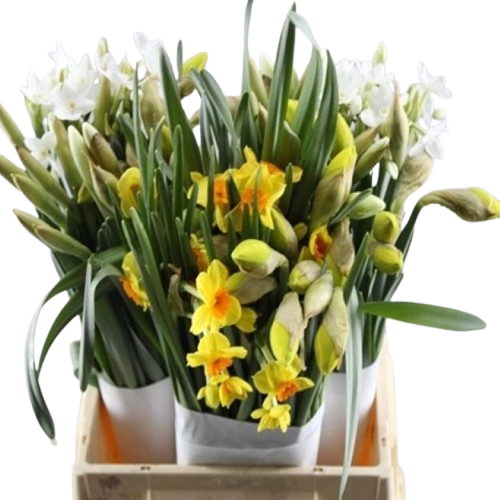 Narcis_50cm00-removebg-preview
