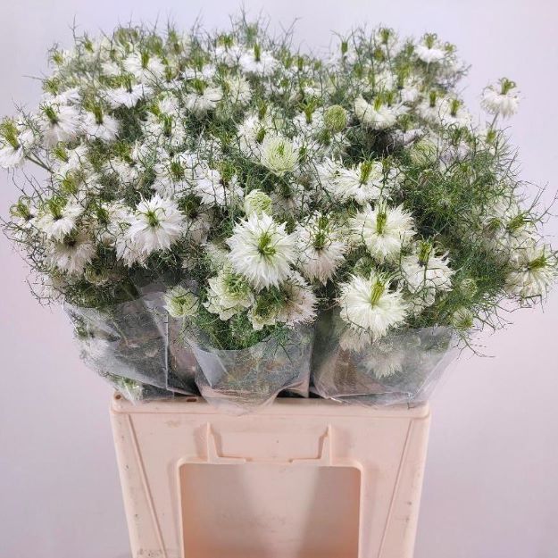Nigella bridal white 70cm00