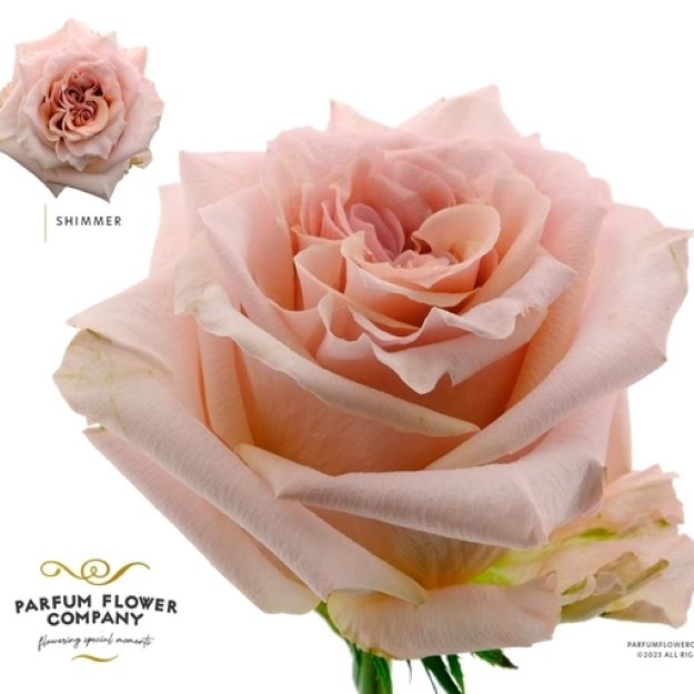 Rosa gr premium shimmer 60cm 00
