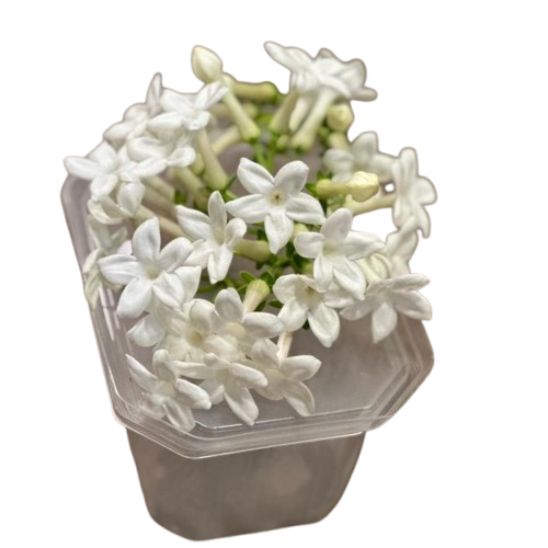 stefanotis-removebg-preview