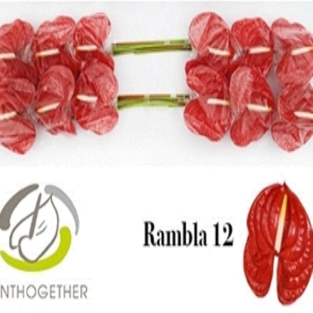 Anth rambla (Ø13)00