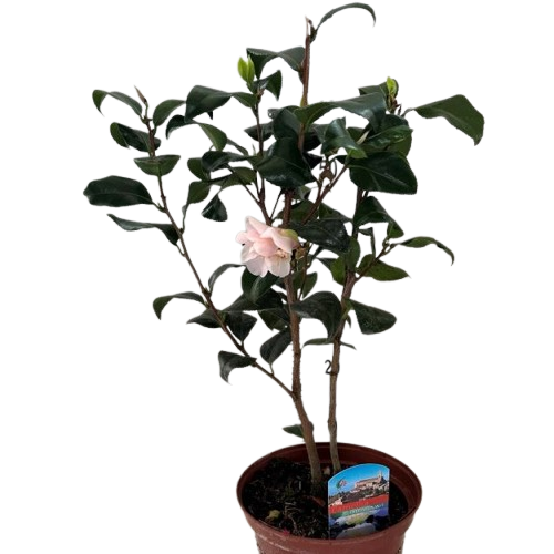 CAMELIA-removebg-preview