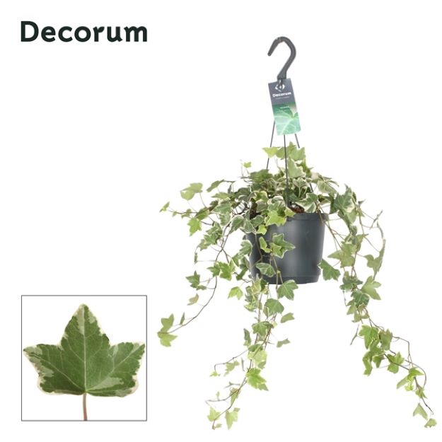 Hedera helix variegated 17Ø 40cm 40cm