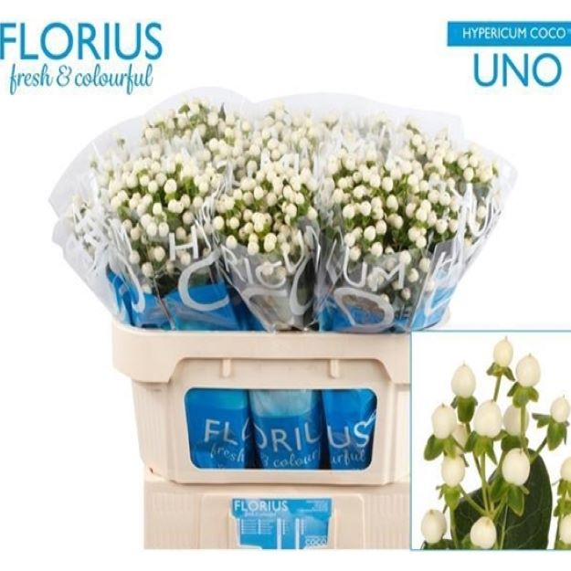 Hypericum coco uno 70cm X10000