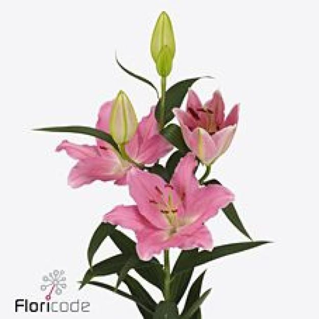 Lillium or binasco 90cm 4-5FL22