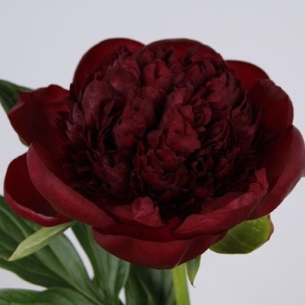 Paeonia Red Charm 55cm2200