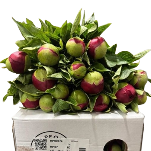 Paeonia_Red_Charm_55cm00-removebg-preview