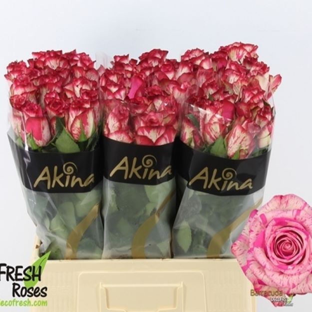 Rosa gr baracuda 60cm 2-300