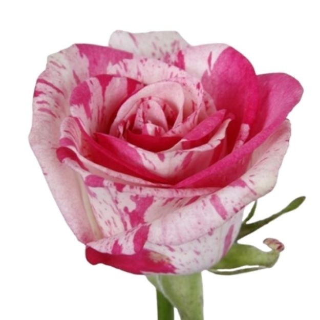 Rosa gr baracuda 70cm 2-32200