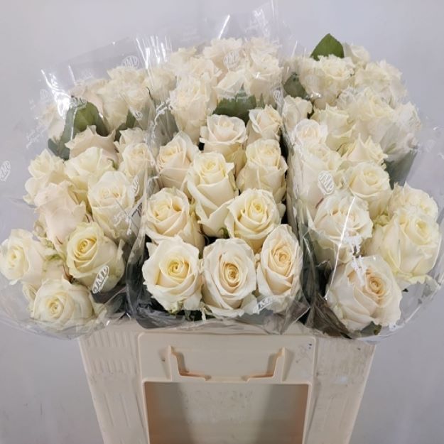 Rosa gr savannah 50cm GC00