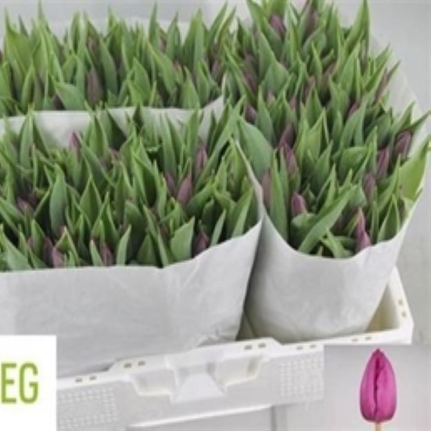 Tulipa purple prince 37cm 23gram 1-200
