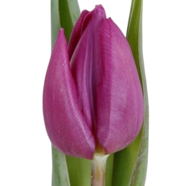 Tulipa purple prince 37cm 23gram 1-222200