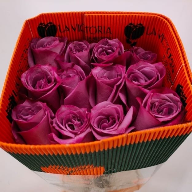 Rosa gr violet hill x25 (ec) 70cm00