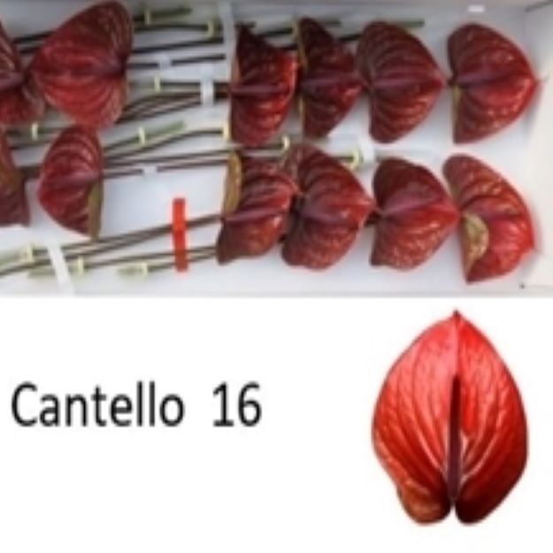 Anth cantello (Ø11)00