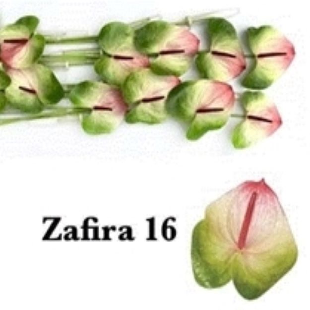 Anth zafira (Ø11)00