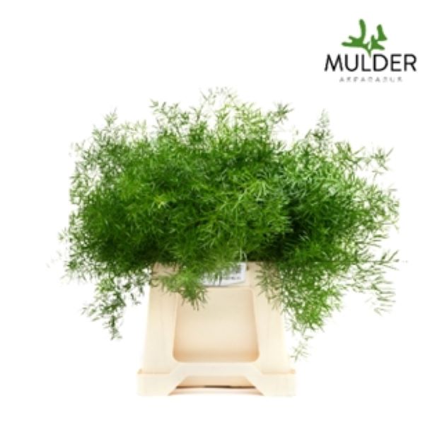 Dec.stem asparagus sprengeri 50cm