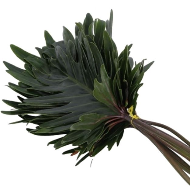 Dec.stem philoden xanadu 40cm Ø15cm00