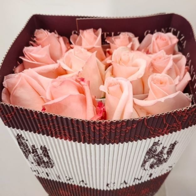 Rosa gr engagement x25 (ec) 60cm00