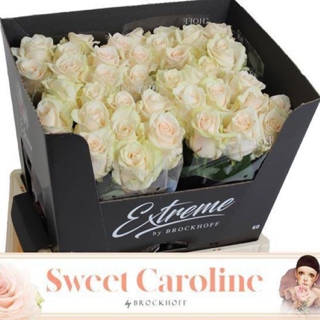 Rosa gr sweet caroline 60cm 3-300