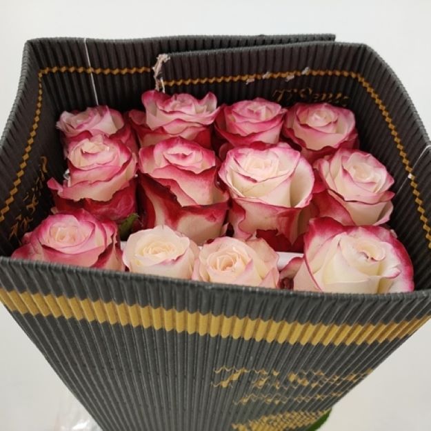 Rosa gr sweetness x25 (ec) 60cm00