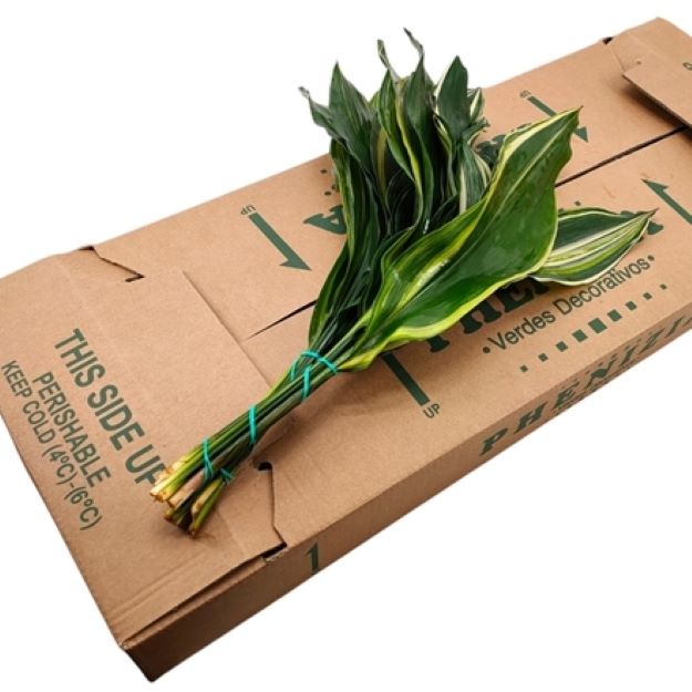 Dec.bunch aspidistra varigated 70cm00