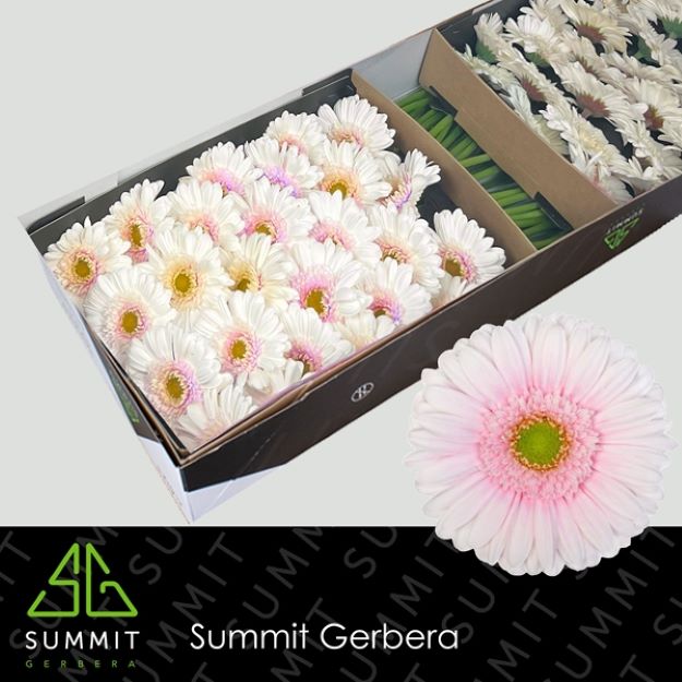 Gerbera gr michelle box 50cm