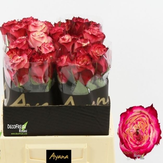 Rosa gr apple jack 40cm00