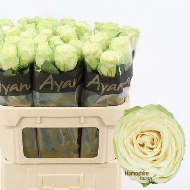 Rosa gr hampshire! 70cm 2-300