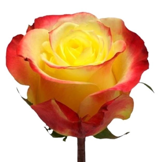 Rosa gr hot merengue x25 (ec) 50cm00