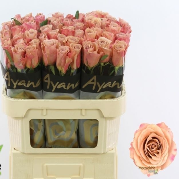 Rosa gr moccachino 70cm 2-300