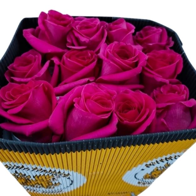 Rosa gr pink floyd x25 (col) 60cm00