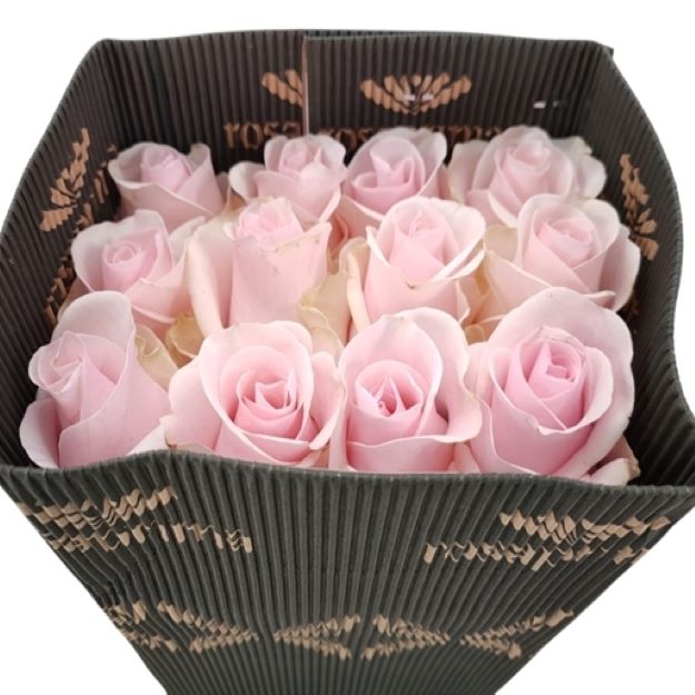 Rosa gr titanic x25 (ec) 60cm00