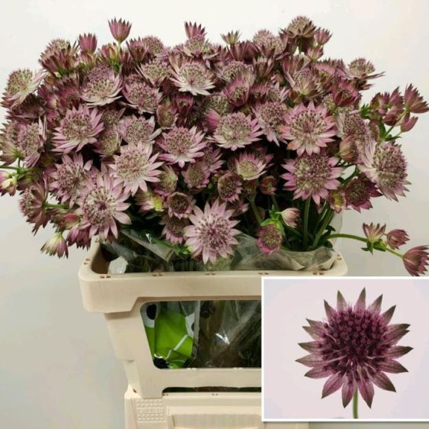 Astrantia roma 55cm00