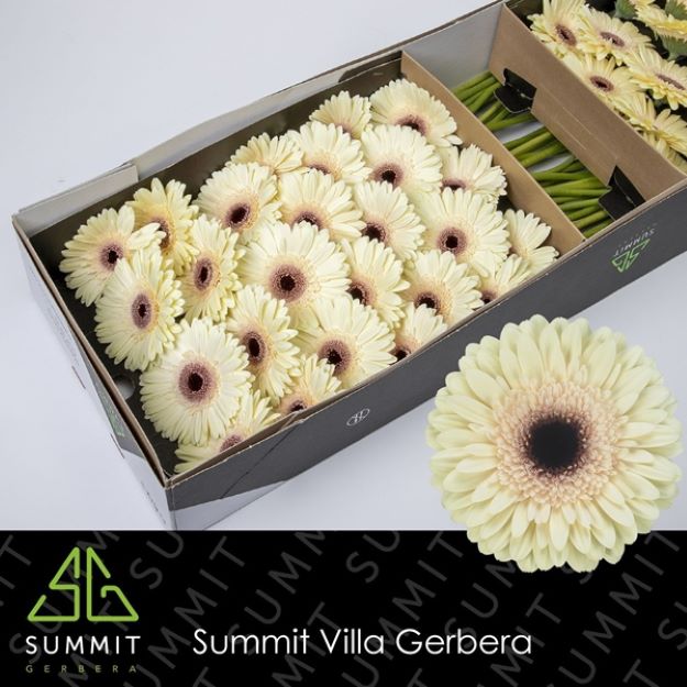 Gerbera gr cafe del mar box 45cm