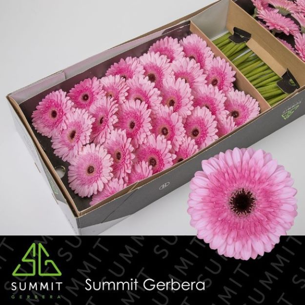Gerbera gr pre-semmy box 45cm