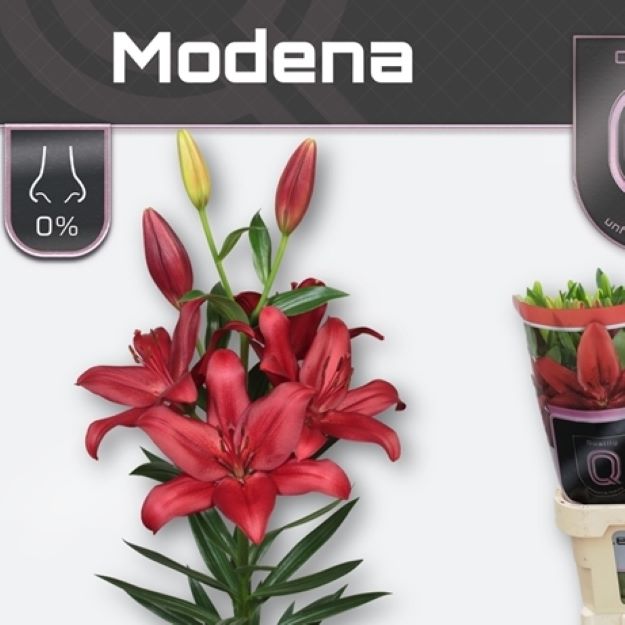 Lillium la moderna 90cm 5+FL00