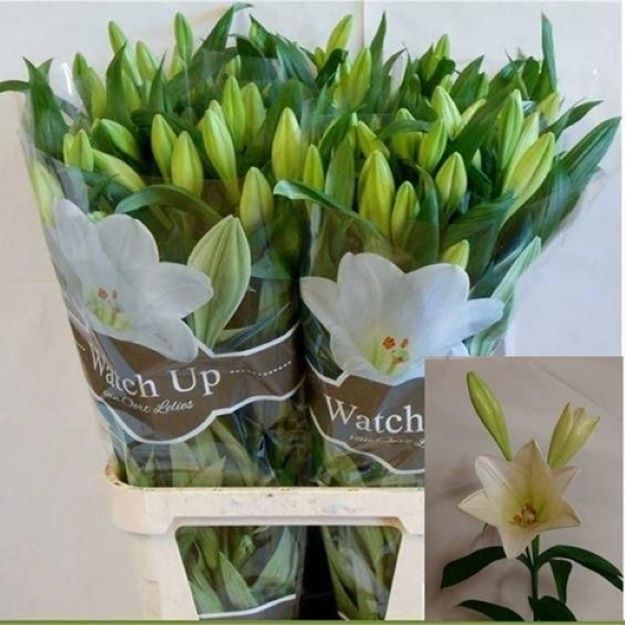 Lillium lf watch up 90cm 2-5FL00