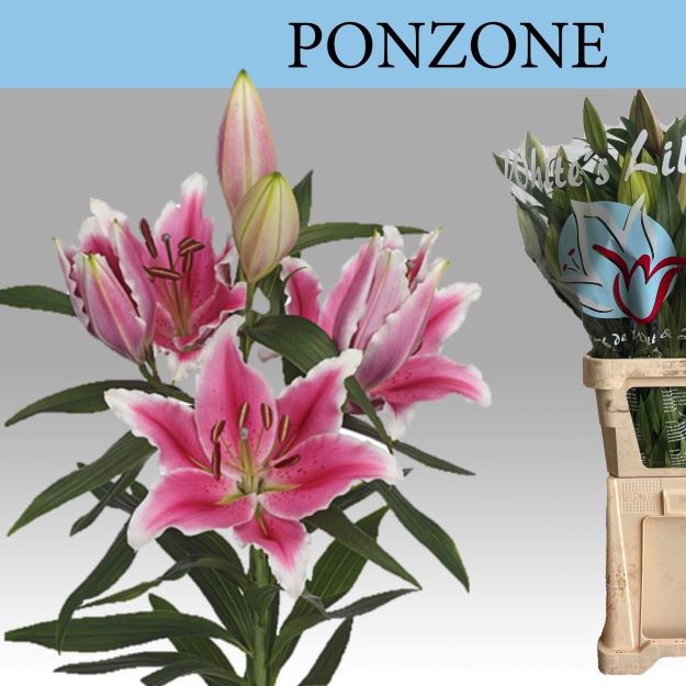 Lillium or ponzone 90cm 6+FL 100