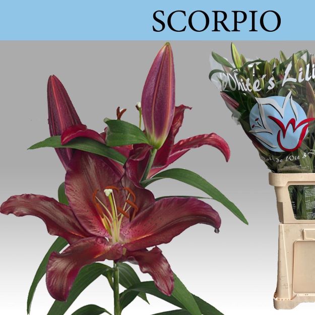 Lillium or scorpio 100cm 5-8FL 100