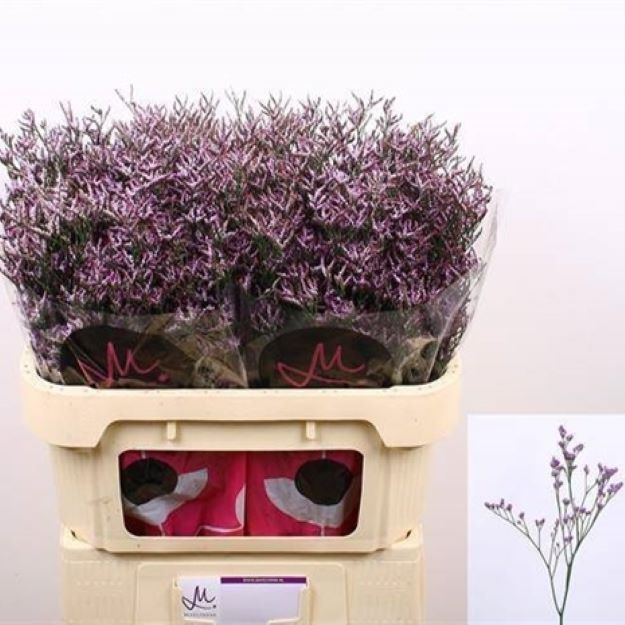 Limon safora lilac 70cm 30gram00