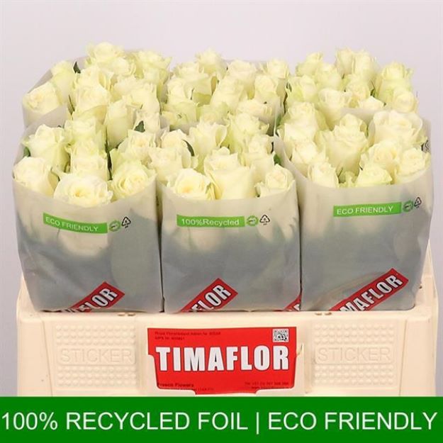 Rosa gr albatros 50cm