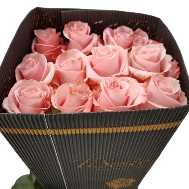 Rosa gr be sweet x25 (ec) 70cm00
