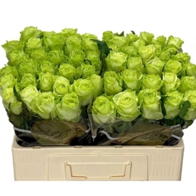Rosa gr green gener 50cm 2-00