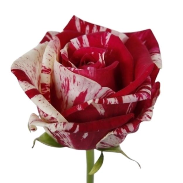 Rosa gr harlequin 55cm 3-33300