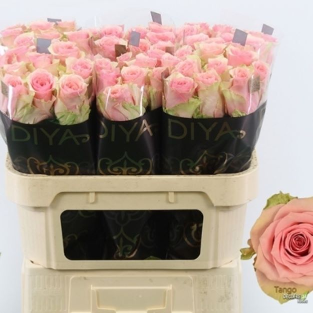 Rosa gr tango 70cm 2-300