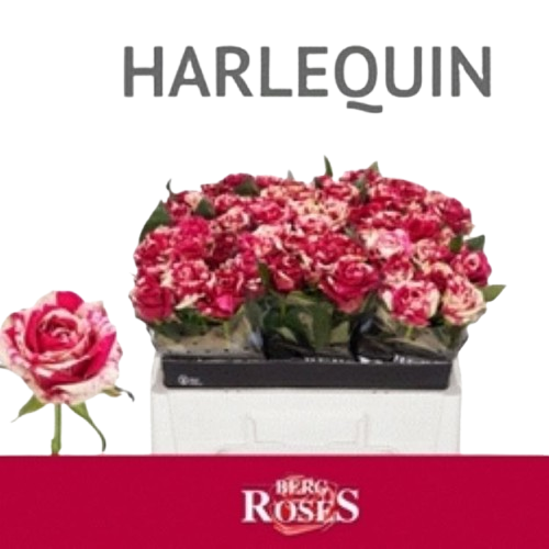 Rosa_gr_harlequin_55cm_3-300-removebg-preview