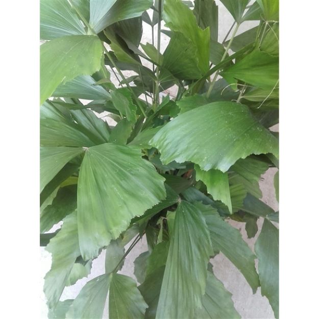 Caryota Mitis 27Ø 120cm