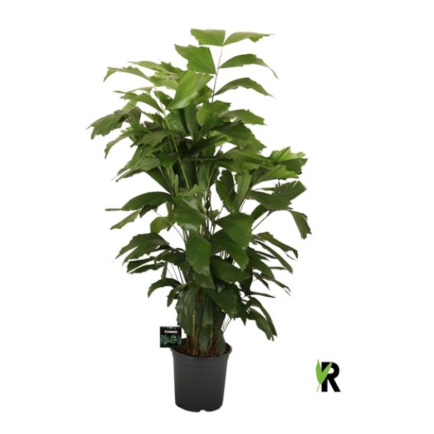 Caryota mitis 21Ø 120cm