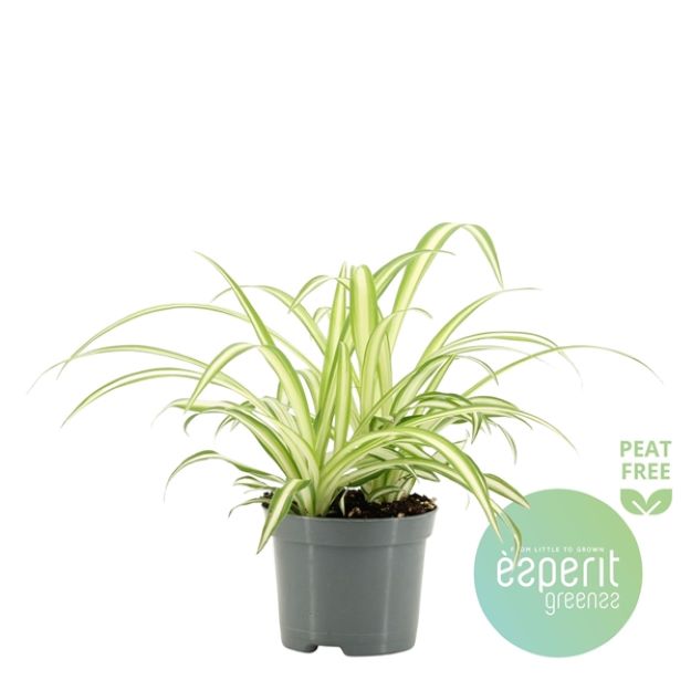 Chlorophythum comosum Vittatum 8,5Ø 20cm